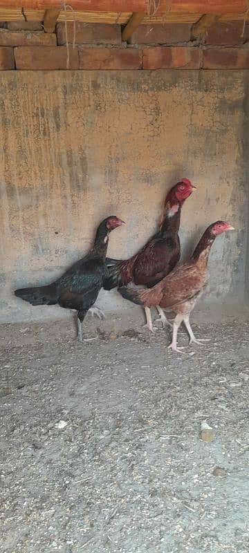 Aseel Mianwali Murgha and Murghi for sale 4