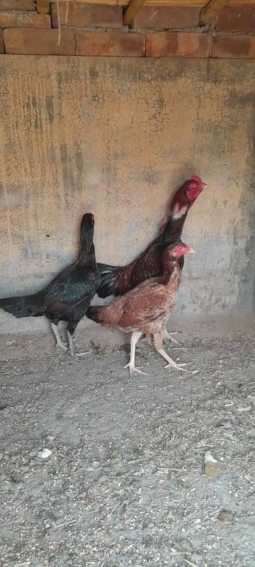 Aseel Mianwali Murgha and Murghi for sale 5