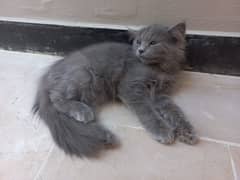 Pure Grey Persian Male Kitten of 3.5 months