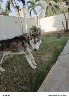 siberian husky male