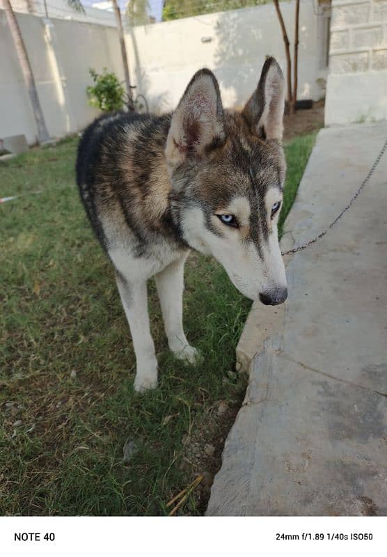 siberian husky male 1