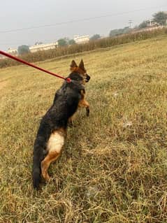 German Shepherd II Long coated II Female