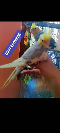 Handtamed Cocktail cockatiel Parrot Tota