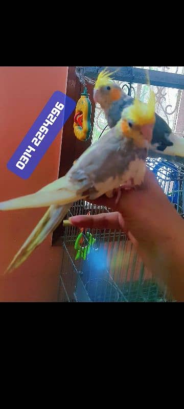 Handtamed Cocktail cockatiel Parrot Tota 0