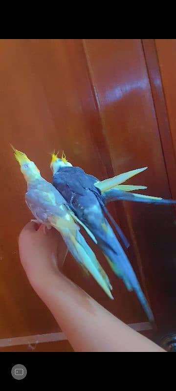 Handtamed Cocktail cockatiel Parrot Tota 4