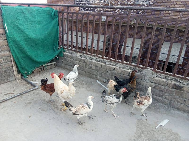 Hens and cocks 3