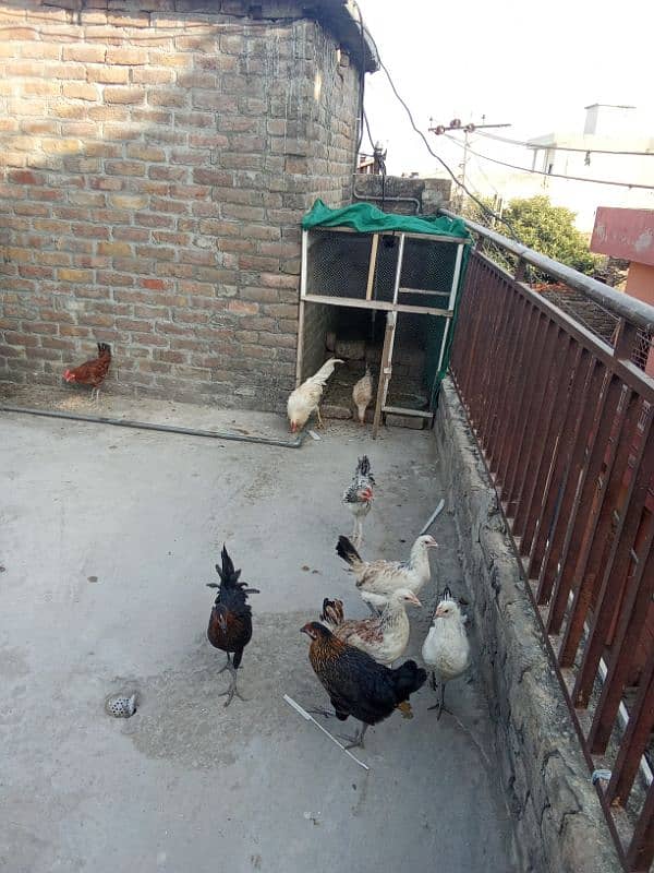 Hens and cocks 6