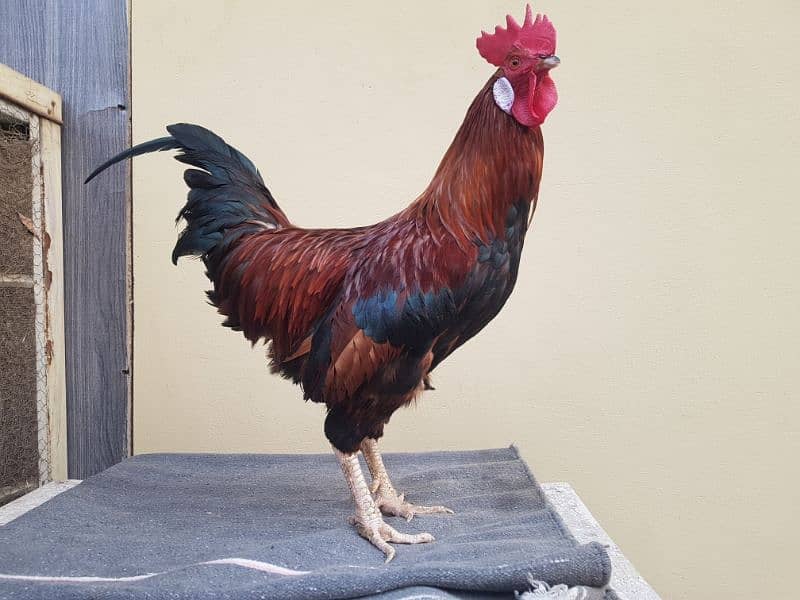 2 male 3 female egg laying desi kurak wali 2