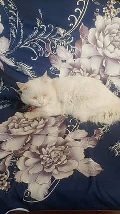 persian cat for sale