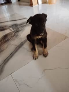 German Shepherd Male Puppy