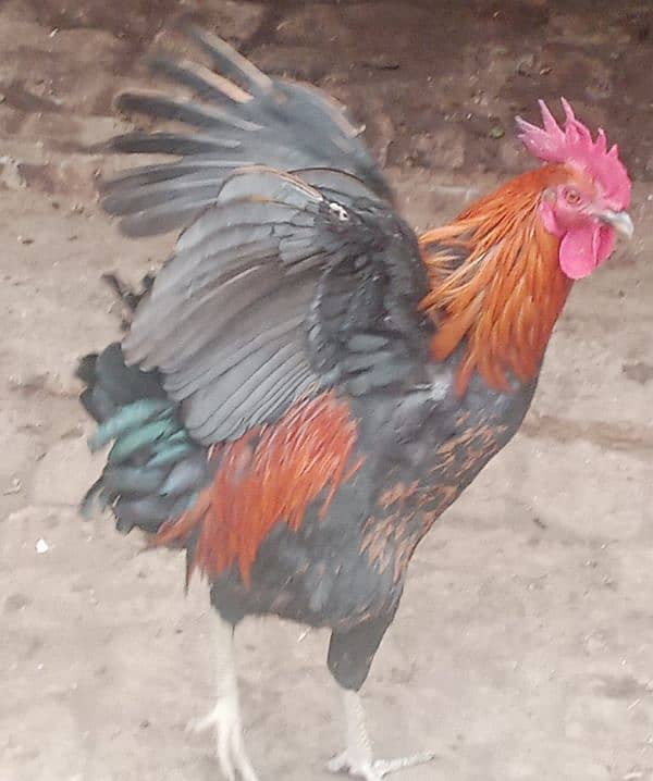 Desi murga/ Desi Rooster/ golden misri/ 0