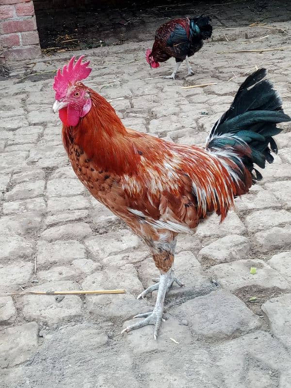 Desi murga/ Desi Rooster/ golden misri/ 1