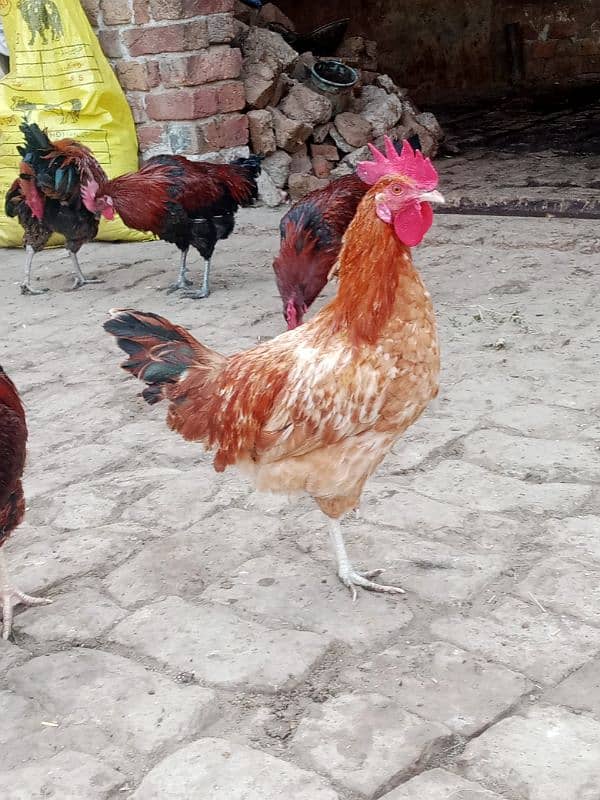 Desi murga/ Desi Rooster/ golden misri/ 2