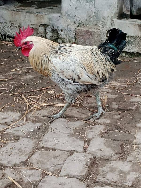 Desi murga/ Desi Rooster/ golden misri/ 4