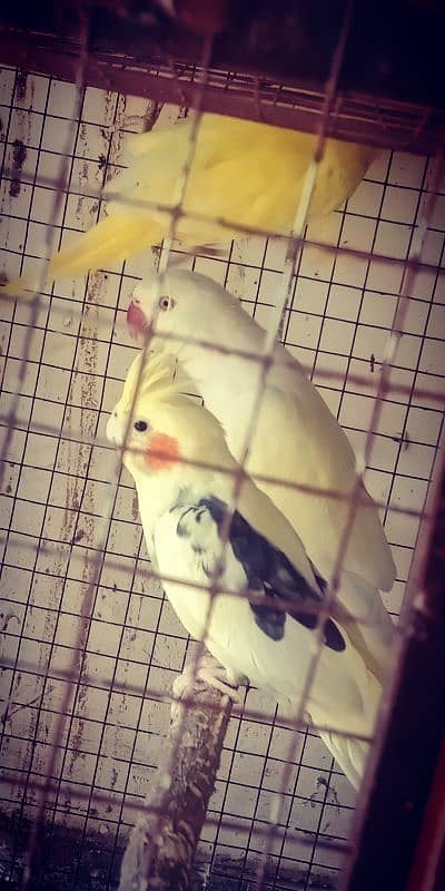 Goldian finches adult breeder pairs and cocktail females 3