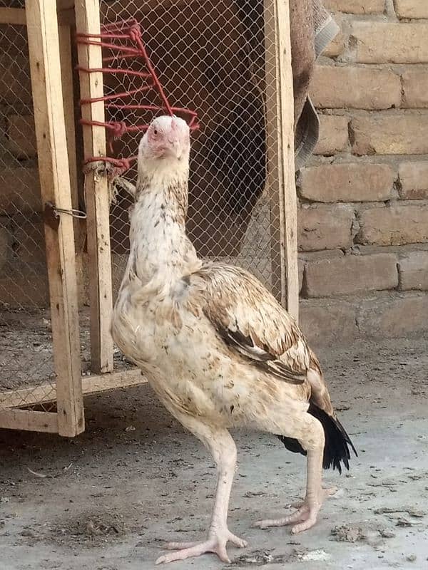 selling Aseel hen 4