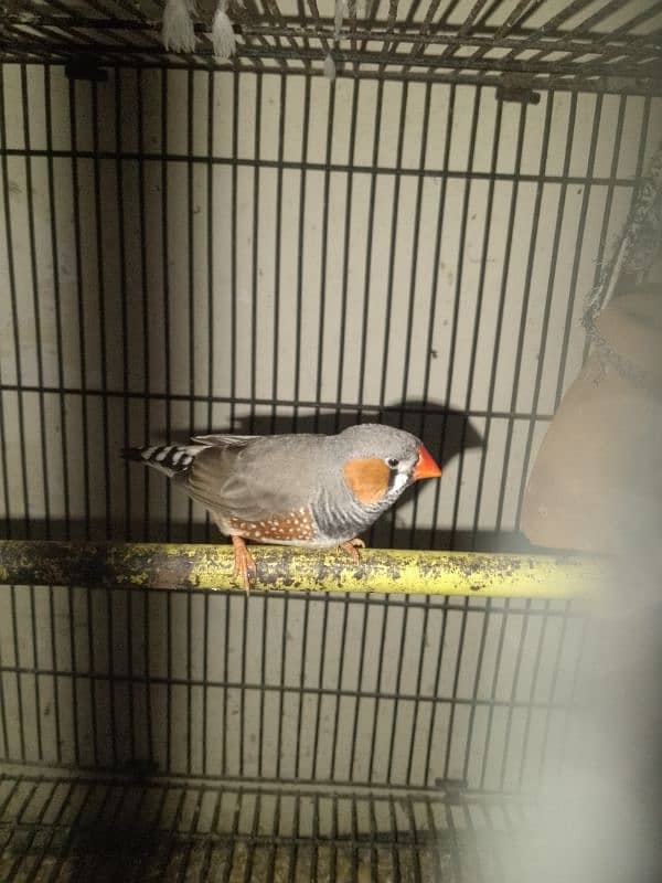 2 finch for sale 0