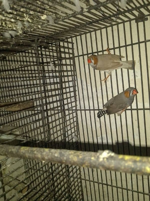 2 finch for sale 1