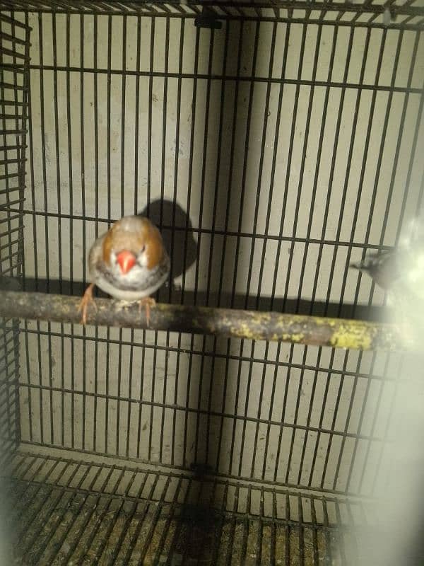 2 finch for sale 2