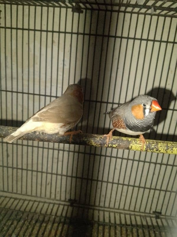 2 finch for sale 6