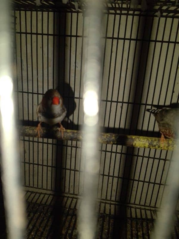 2 finch for sale 7