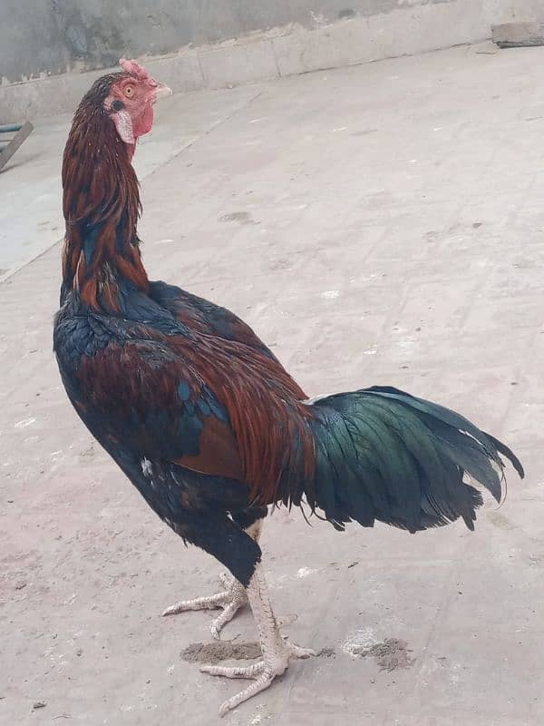 Pure Aseel Sindhi  breeder male for sale 0