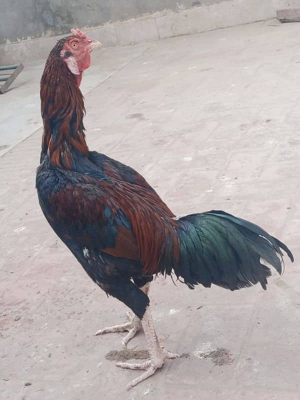 Pure Aseel Sindhi  breeder male for sale 1