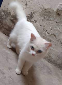 Persian Female cat