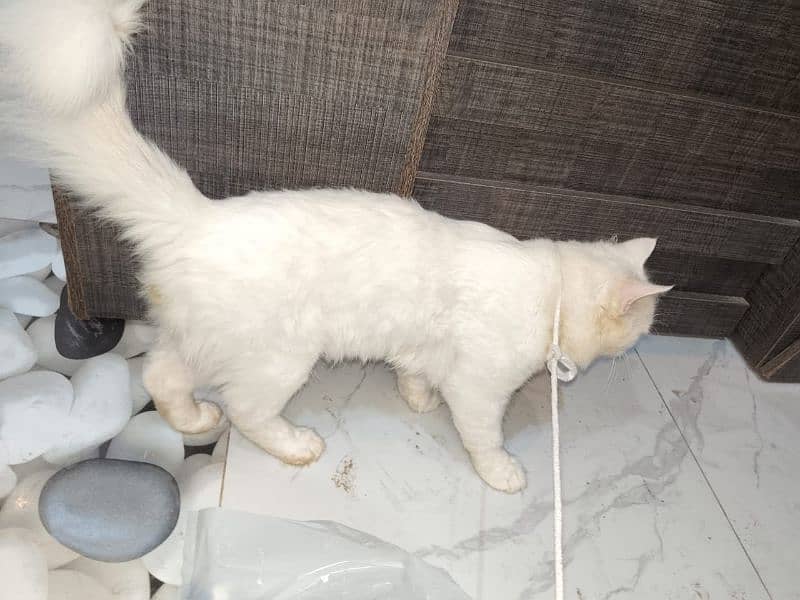 Persian Female cat 9