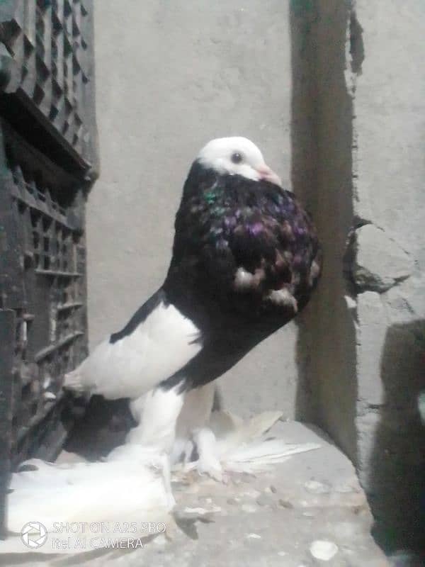 magpie breeder male big size motani female for sale03156663247 0