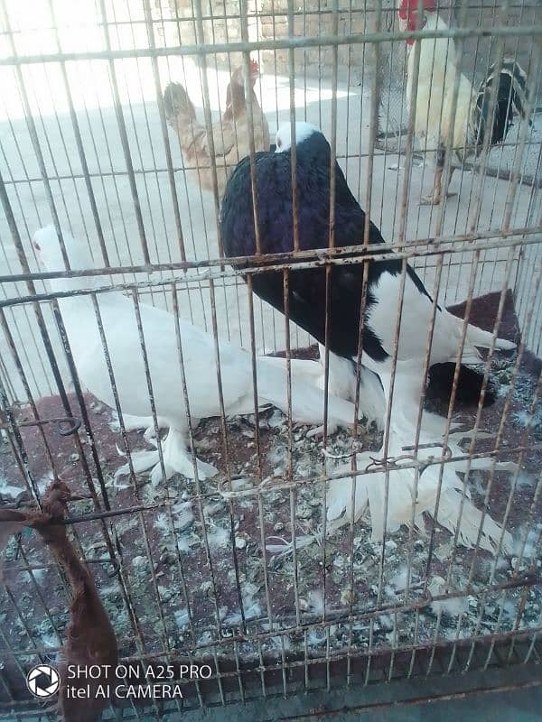 magpie breeder male big size motani female for sale03156663247 2