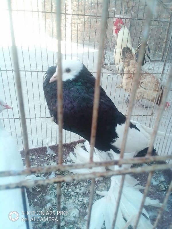 magpie breeder male big size motani female for sale03156663247 4