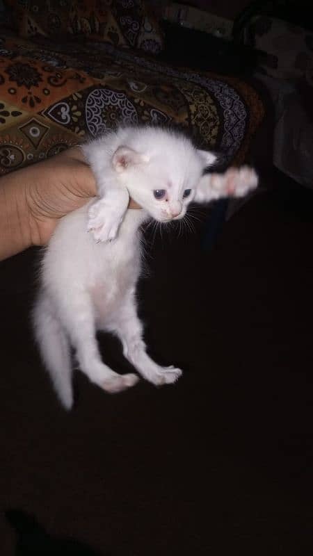 Female Persian Double coat 5