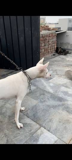 gultair dog 6 month