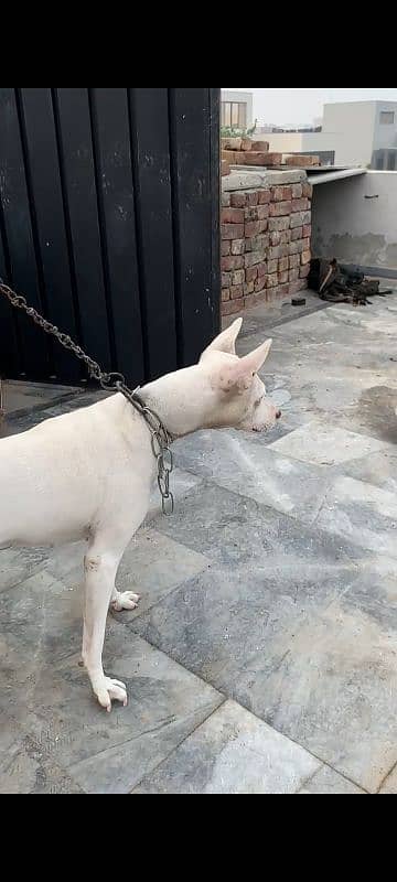 gultair dog 6 month 0