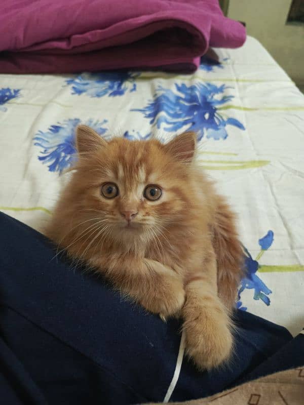 Triple coat male kitten for sale 0