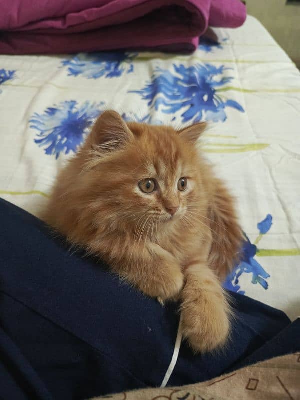 Triple coat male kitten for sale 1