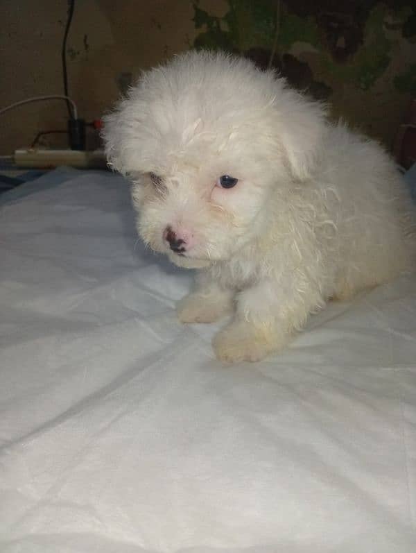 Maltese Poddles for sale 2