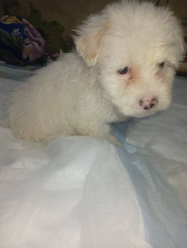 Maltese Poddles for sale 3