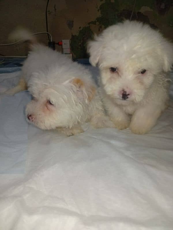 Maltese Poddles for sale 4