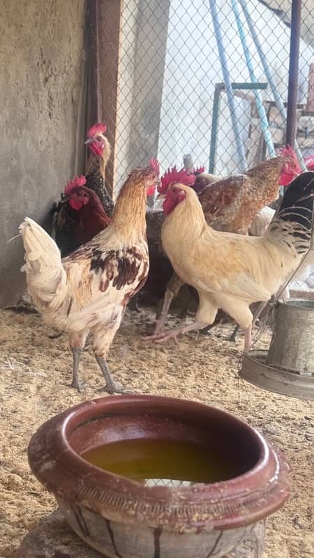 Golden Misri |  male only | Home grown | Organic breed| desi murgha 1