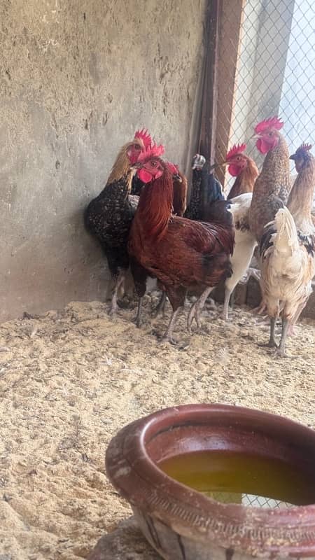 Golden Misri |  male only | Home grown | Organic breed| desi murgha 3