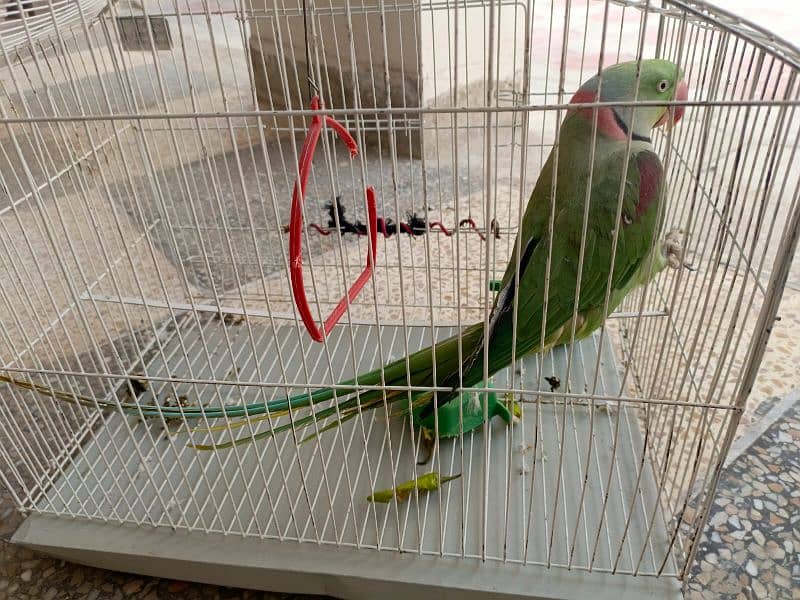 jungli raw parrot 0