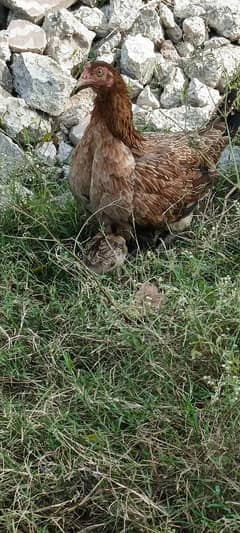 pure dasi female with 1aseel chicks age 1month