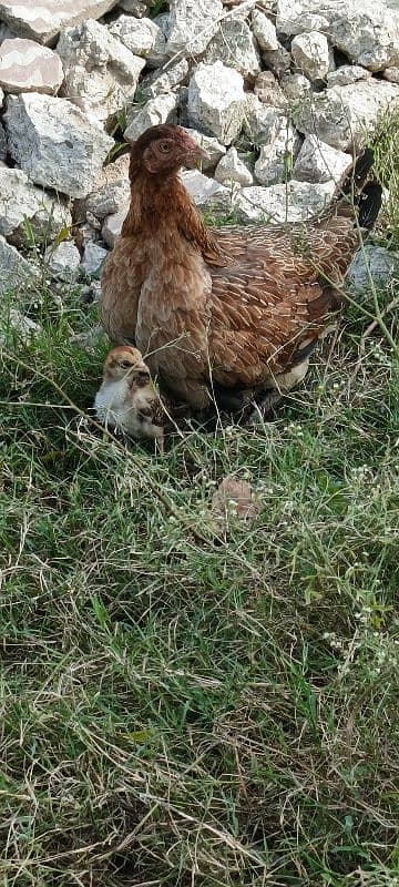 pure dasi female with 1aseel chicks age 1month 1