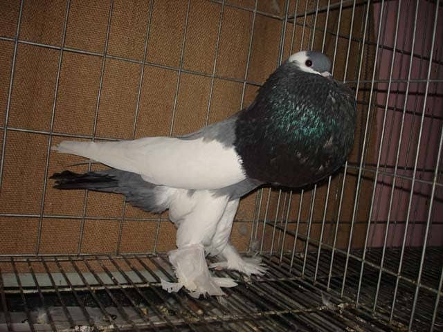 Reversing magpie pouter pigeon breeder pairs 1