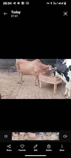 cross Brahman cow Sath vachi