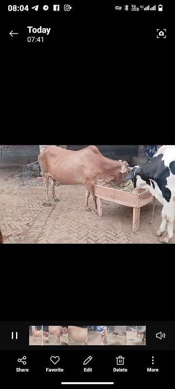 cross Brahman cow Sath vachi 0