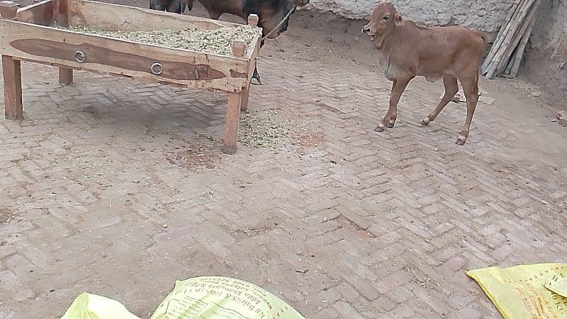 cross Brahman cow Sath vachi 1