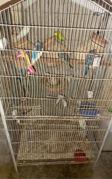 parrots urgent sell 1